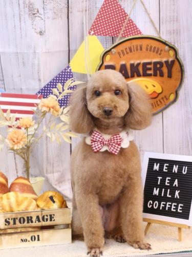 20240907マロンちゃん